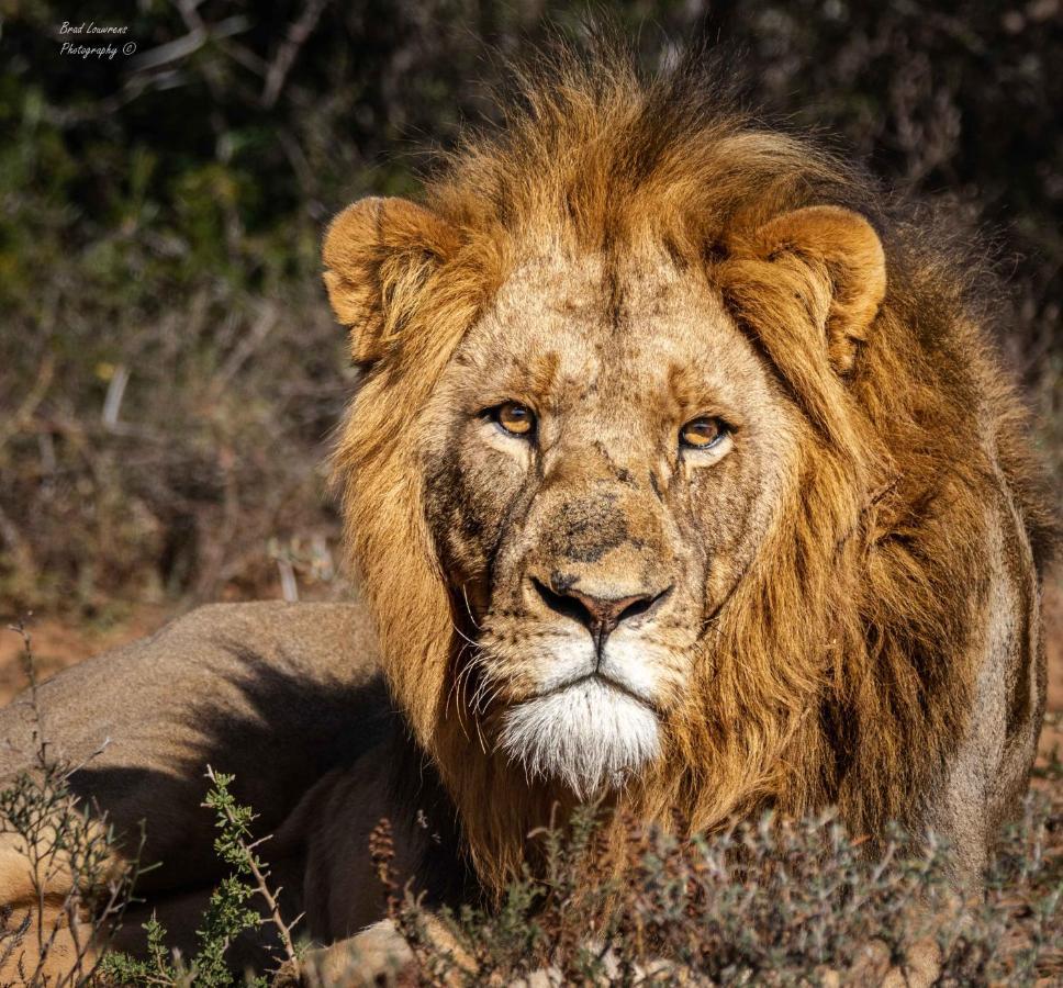 Woodbury Tented Camp - Amakhala Game Reserve Εξωτερικό φωτογραφία