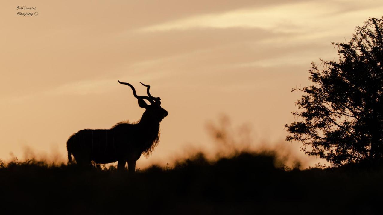 Woodbury Tented Camp - Amakhala Game Reserve Εξωτερικό φωτογραφία