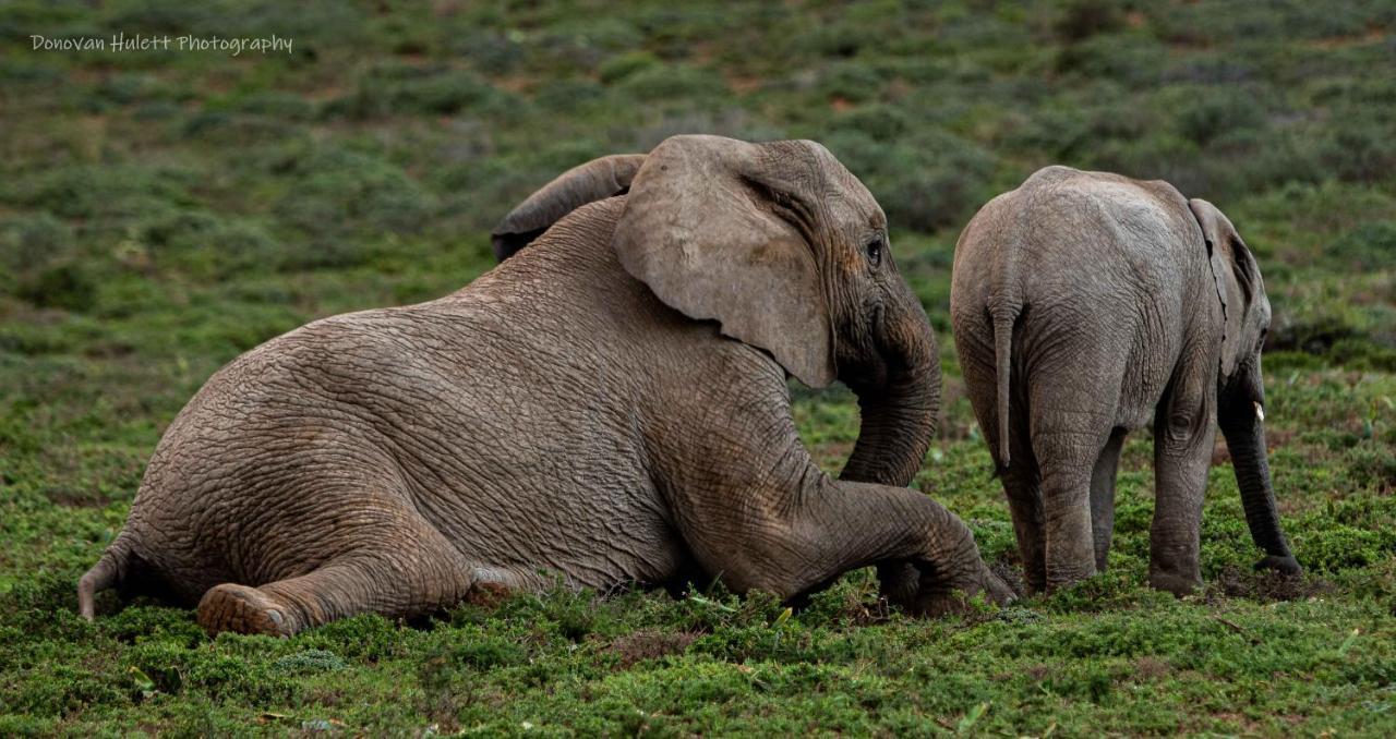 Woodbury Tented Camp - Amakhala Game Reserve Εξωτερικό φωτογραφία